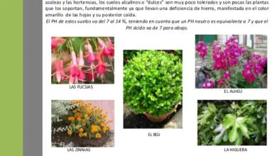 Photo of Métodos de Lixiviação do Sal: Dicas para Lixiviação de Plantas Domésticas