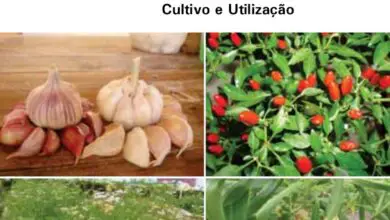 Photo of Métodos de Propagação do Cominho – Como propagar plantas de cominho