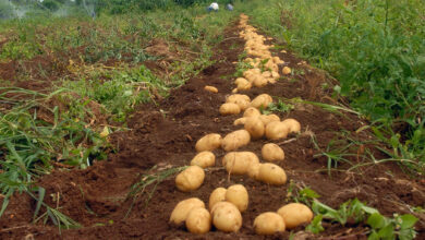 Photo of Micro-agricultura: o que é e como é feita?