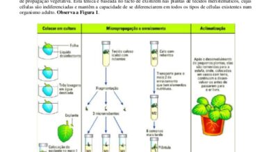 Photo of Micropropagação em comparação com a propagação tradicional de plantas