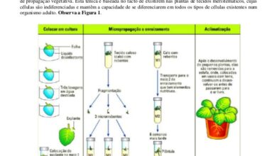 Photo of Micropropagação em comparação com a propagação tradicional de plantas