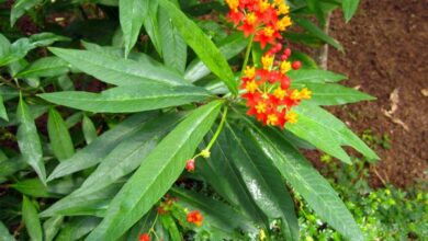 Photo of Milkweed de Curaçao