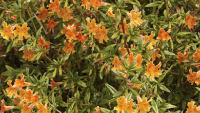 Photo of Mimulus glutinus