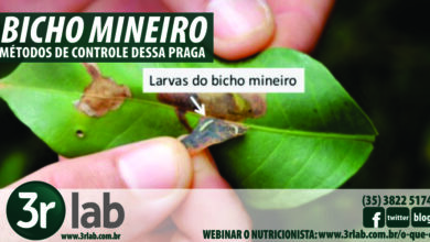 Photo of mineiro foliar