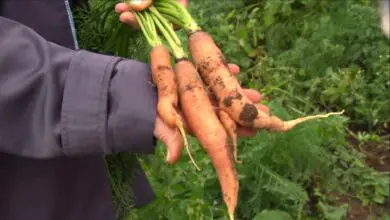 Photo of Minhas cenouras não estão crescendo: resolvendo problemas de crescimento da cenoura