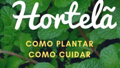 Photo of Mint Care: Aprendendo a Cultivar Ervas de Hortelã