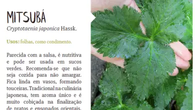 Photo of Mitsuba Plant Information: Descubra o cultivo da salsa japonesa