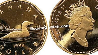 Photo of moeda papal, lunar