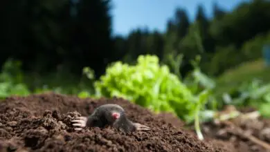 Photo of Mole Control – Remédios caseiros para se livrar de toupeiras no seu jardim