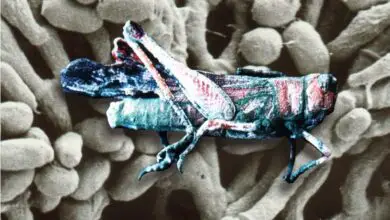 Photo of Mole Locust Control – Informações sobre como controlar os Gafanhotos Mouros
