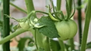 Photo of Mortgage Lifter Tomato Care – Cultivando tomates Mortgage Lifter
