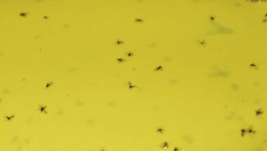 Photo of Mosquitos de plantas