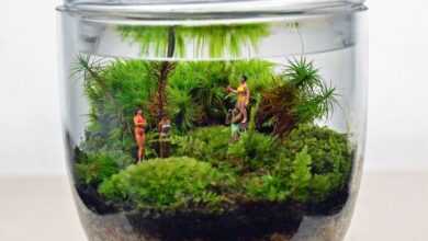 Photo of Moss e Terrariums