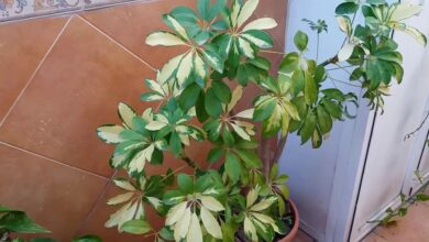 Photo of Mudas de plantas de Schefflera