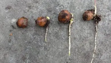 Photo of Mudas de raízes de legumes: Informações sobre o cultivo de raízes de legumes a partir de mudas