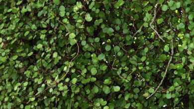 Photo of Muehlenbeckia complexa Muehlenbeckie