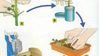 Photo of Multiplicação de plantas