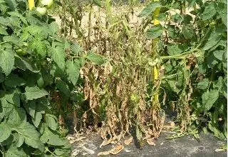 Photo of Murcha de tomate – O que causa a murcha e a morte das plantas de tomate?