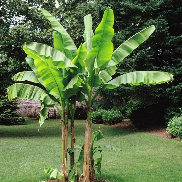 Musa basjoo Banana japonaise Noticias De Jardim