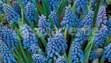 Photo of Muscari da Armênia