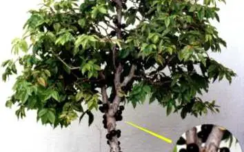 Photo of Myrciaria cauliflora, uma árvore cujos frutos crescem de uma forma muito especial