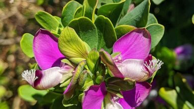 Photo of Myrtle-leaved Polygala, Polygala myrtifolia