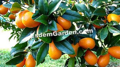 Photo of Nagami Kumquat, Kumquat com frutas ovais