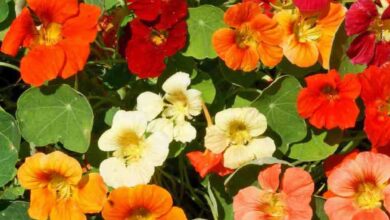 Photo of Nasturtium