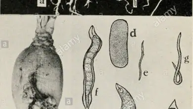 Photo of Nemátodo da raiz da cebola – Controle dos nematódeos da raiz da cebola