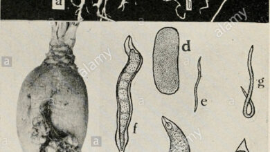 Photo of Nemátodo da raiz da cebola – Controle dos nematódeos da raiz da cebola