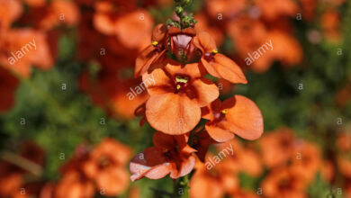 Photo of Nemesia hybrida Nemesia,Elf Mirror