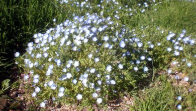 Photo of Nemophila menziesii cuidado de plantas ou Blue-eyed Baby