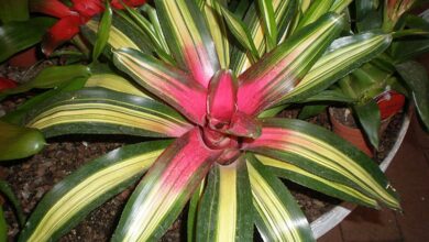 Photo of Neoregelia ou cuidado de plantas na Argélia