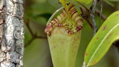 Photo of Nepenthes de Raffles