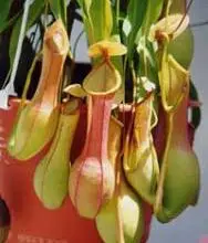 Photo of Nepenthes jarros de plantas