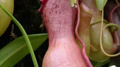 Photo of Nepenthes ventricosa