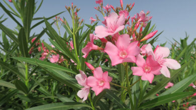 Photo of Nerium oleander, laurier rose ou laurier-rose