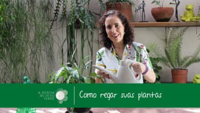 Photo of Névoa das plantas a partir do ar: como regar uma planta a partir do ar