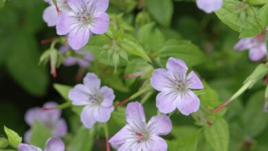 Photo of Nodosa Cranesbill Nodosa Cranesbill