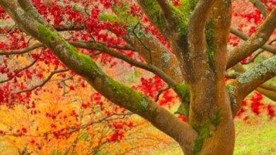 Photo of Norfolk Pine Branches: Como obter conselhos sobre Norfolk Pine Falling Branches