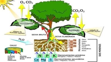 Photo of Nutrientes essenciais para as plantas