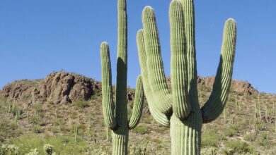 Photo of O cacto de Saguaro