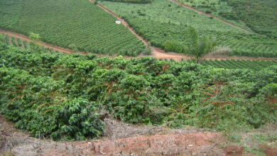 Photo of O cafeeiro: as melhores variedades, como cultivá-lo, cuidados, problemas e colheita