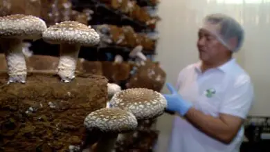 Photo of O cultivo de cogumelos shiitake – um guia para o fabrico de cogumelos shiitake