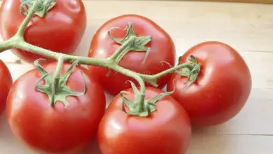Photo of O inchaço dos tomates: por que os tomates são ocos por dentro