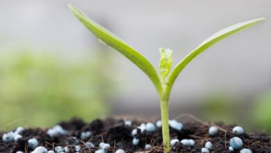 Photo of O melhor fertilizante para as plantas: saiba mais sobre a cobertura vegetal