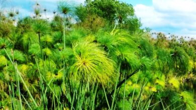 Photo of O papiro do Egito, uma planta com história