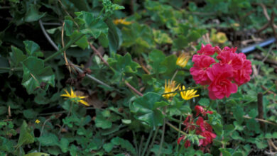 Photo of O Pensamento do Mal (Pelargonium Domesticum Bailey)