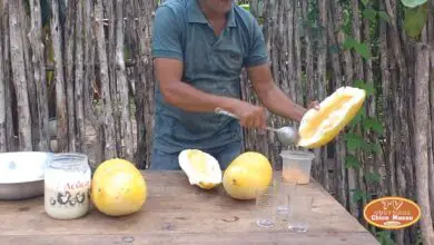 Photo of O pepino abre: o que fazer se o pepino rachar a fruta