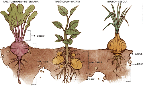 Photo of O plantio de cebolas, bulbos e tubérculos